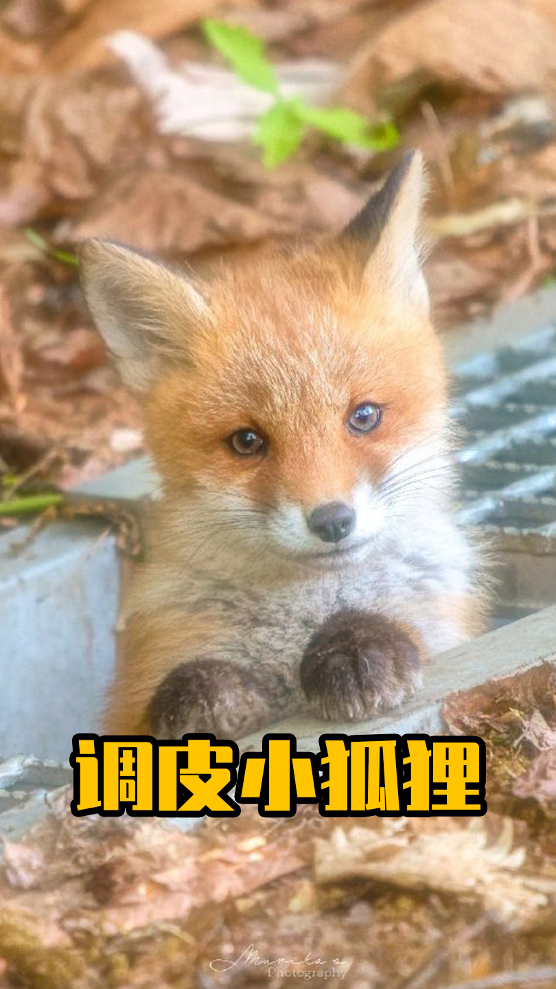 小狐狸可以存放小币种吗(小狐狸可以当宠物养吗)