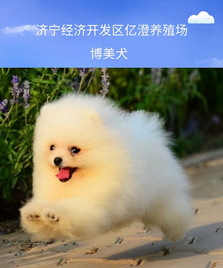 博美平台怎么回事(博美交易吧 百度贴吧)