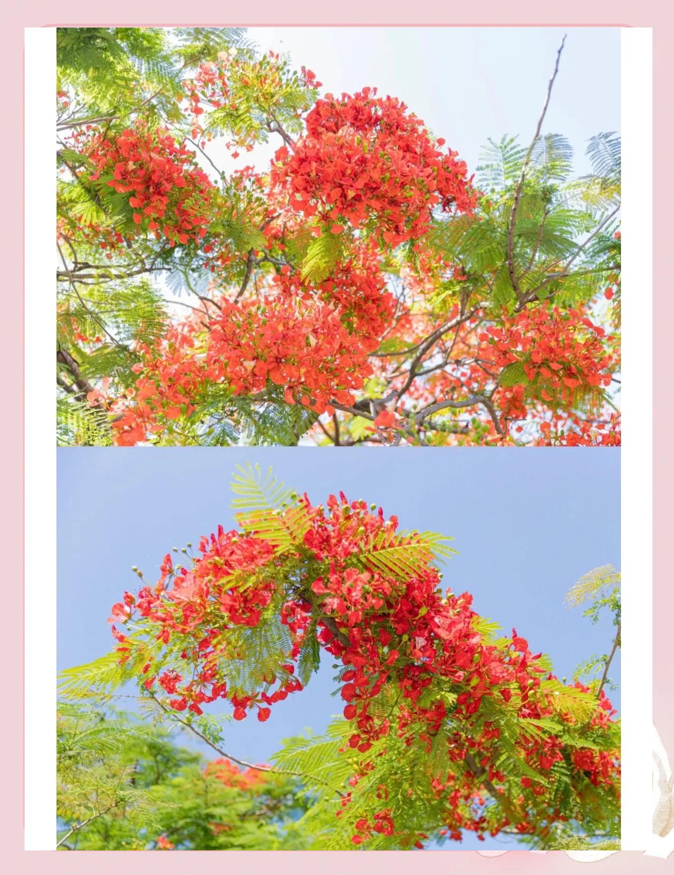 深圳花儿绽放怎么样(花儿绽放在什么里是啥)